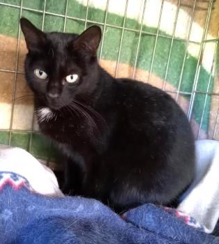 Flika und Rina, Lackfellchen