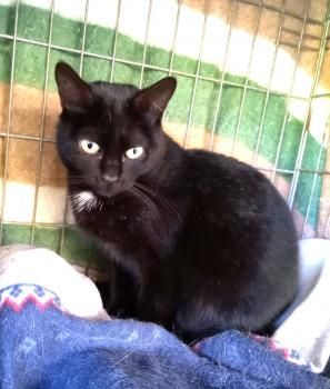 Flika und Rina, Lackfellchen