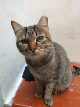 Bimba, Asthmatikerin