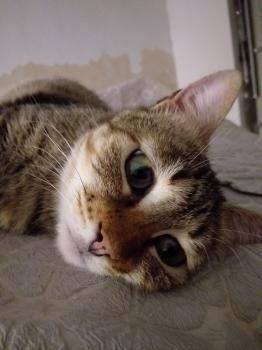 Bimba, Asthmatikerin