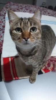 Bimba, Asthmatikerin