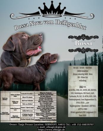 Bossa Nova vom Heiligenblut