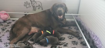 Bossa Nova vom Heiligenblut