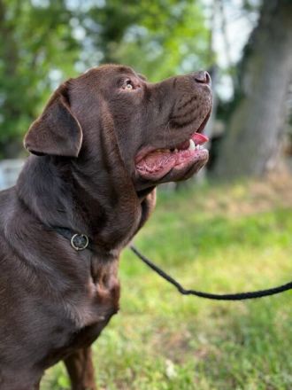 Bossa Nova vom Heiligenblut