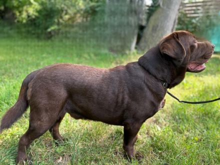 Bossa Nova vom Heiligenblut