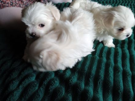 Malteser Welpen