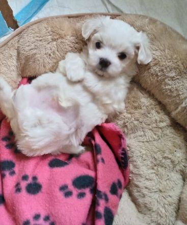 Malteser Welpen