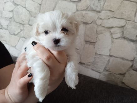 Malteser Welpen