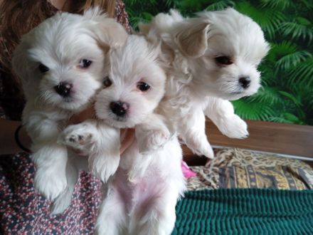 Malteser Welpen
