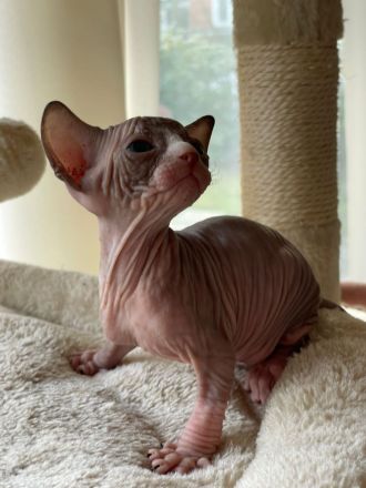 Sphynx Kitten