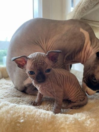 Sphynx Kitten