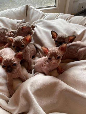 Sphynx Kitten