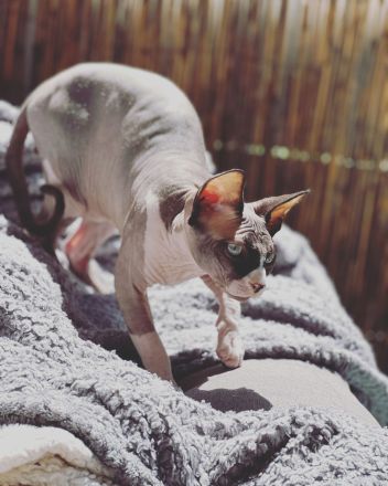 Sphynx Kitten