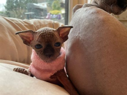 Sphynx Kitten