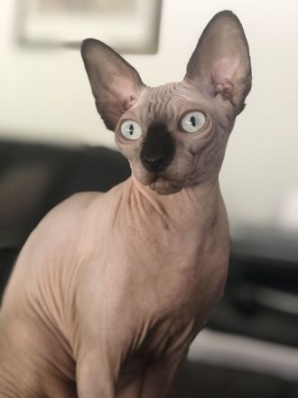 Sphynx Kitten