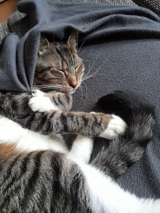 Geschwisterpaar sucht Liebevolles Zuhause