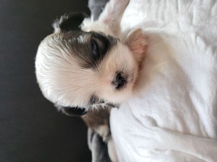 Bolonka Zwetna Mix Welpen