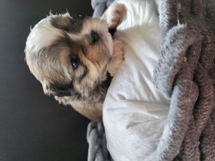 Bolonka Zwetna Mix Welpen