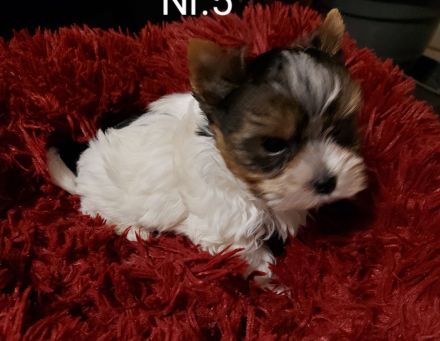 Biewer Yorkshire Terrier Welpe