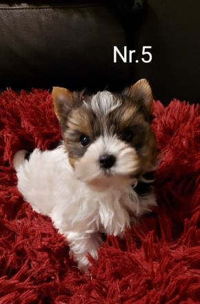 Biewer Yorkshire Terrier Welpe