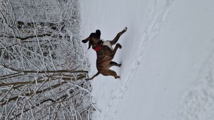 Süße Boxer Hündin