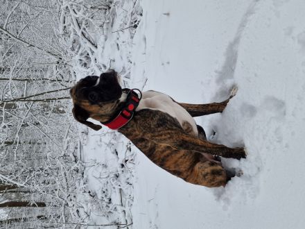 Süße Boxer Hündin