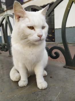 Yeti und Timbo, FelV positiv