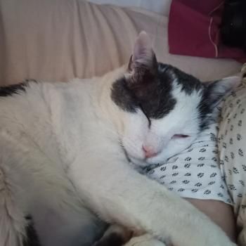 Yeti und Timbo, FelV positiv