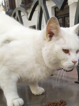 Yeti und Timbo, FelV positiv