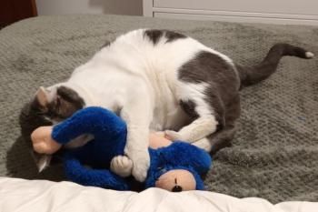 Yeti und Timbo, FelV positiv