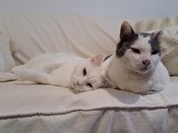 Yeti und Timbo, FelV positiv