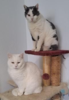 Yeti und Timbo, FelV positiv