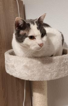 Yeti und Timbo, FelV positiv