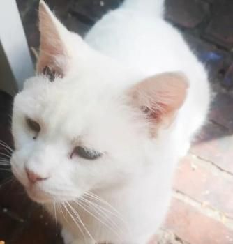 Yeti und Timbo, FelV positiv