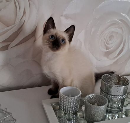 Siam Kitten