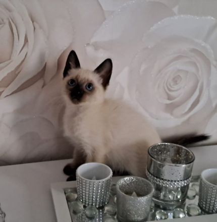 Siam Kitten