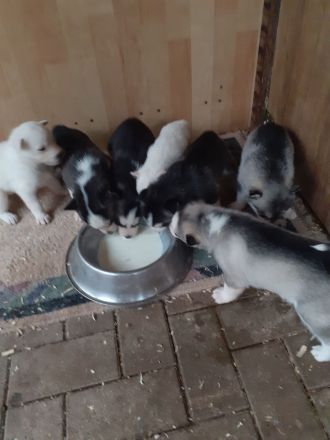 Wurfankündigung Husky Welpen