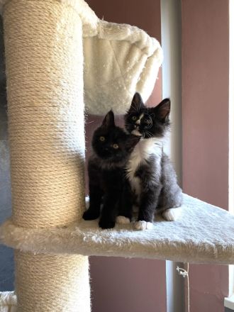 Maine Coon Kitten