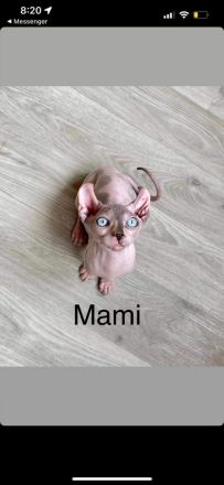 Sphynx Katze
