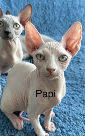 Sphynx Katze