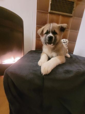 Zu verkaufen sind 6 Süße Akita Inu welpen.