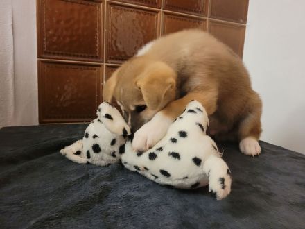 Zu verkaufen sind 6 Süße Akita Inu welpen.