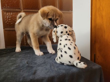 Zu verkaufen sind 6 Süße Akita Inu welpen.