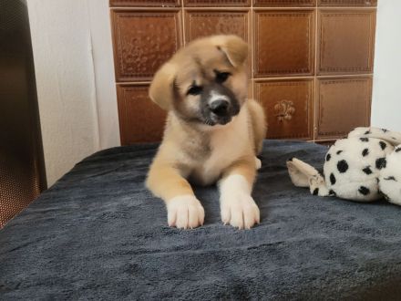 Zu verkaufen sind 6 Süße Akita Inu welpen.