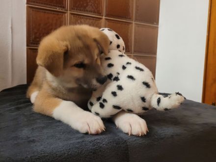 Zu verkaufen sind 6 Süße Akita Inu welpen.