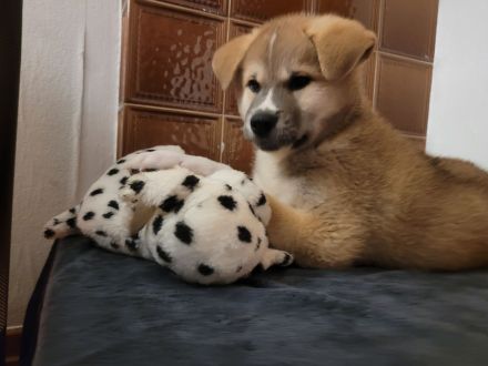 Zu verkaufen sind 6 Süße Akita Inu welpen.