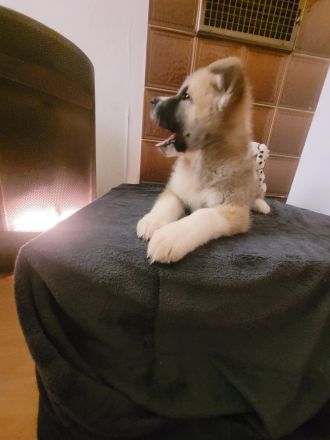 Zu verkaufen sind 6 Süße Akita Inu welpen.
