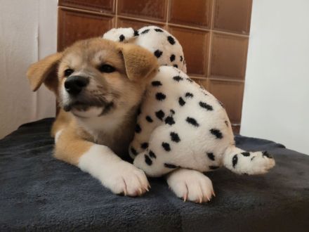 Zu verkaufen sind 6 Süße Akita Inu welpen.