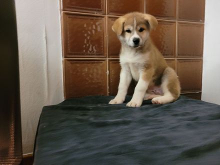 Zu verkaufen sind 6 Süße Akita Inu welpen.