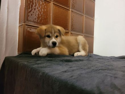 Zu verkaufen sind 6 Süße Akita Inu welpen.